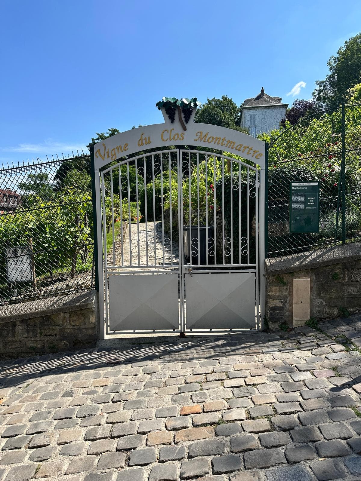 Vineyards in Montmartre